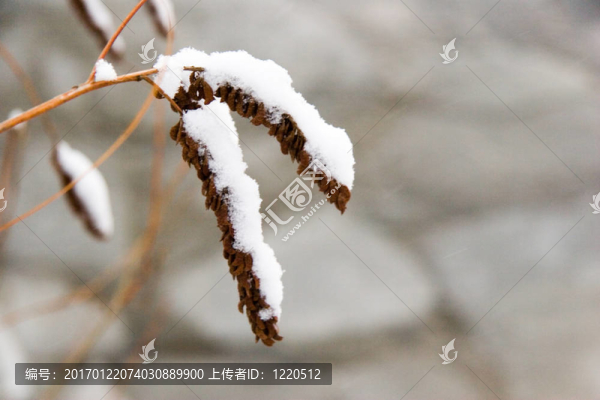 支雪