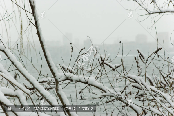 支雪