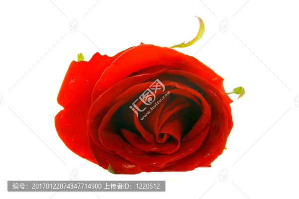 紅玫瑰超白