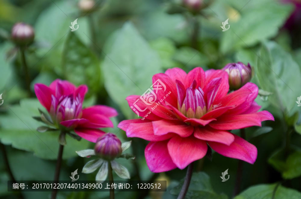 鮮花盛開的大麗花