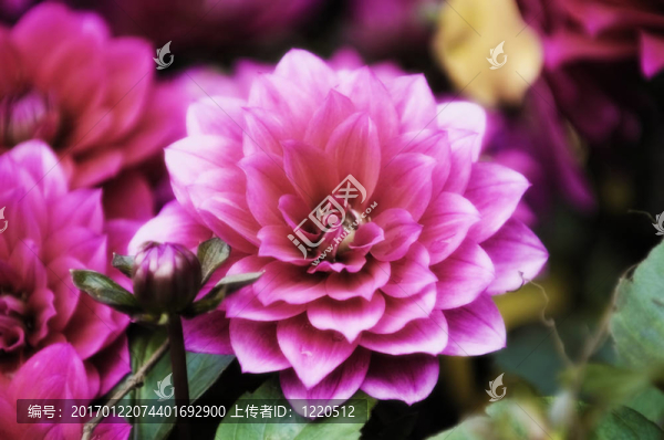 鮮花盛開(kāi)的大麗花