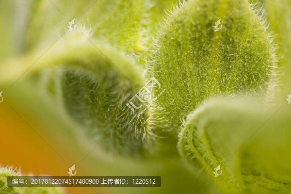 陌生的風(fēng)景