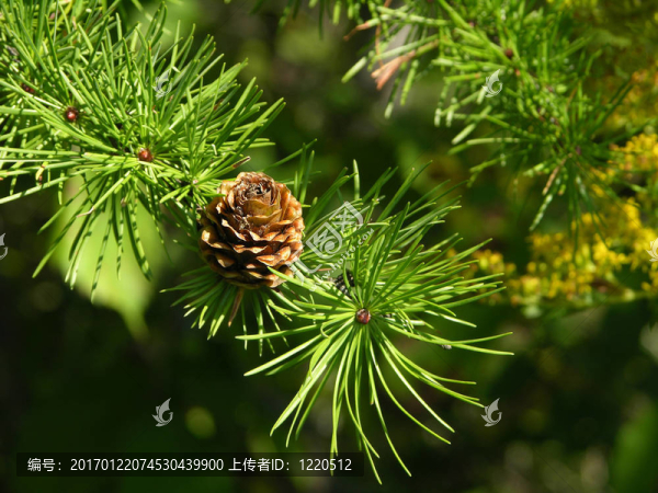 夏季落葉松