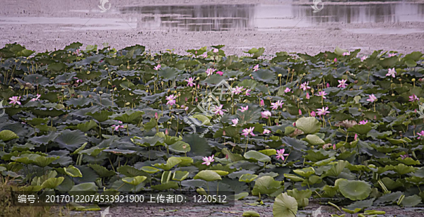 駿馬