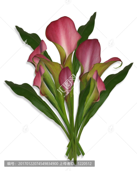馬蹄蓮百合花束