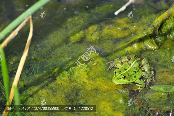 青蛙