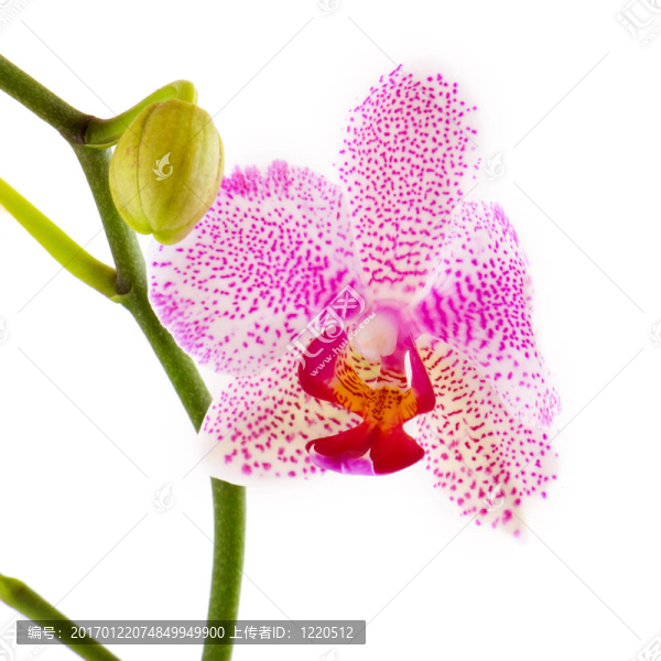 粉紅和白蘭花