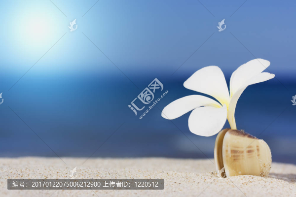 海灘上的貝殼和花