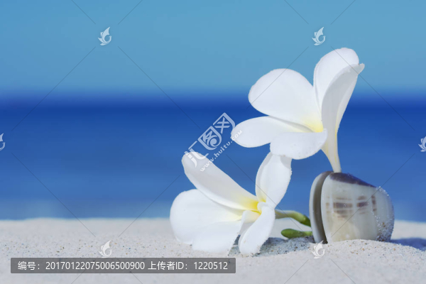 兩花