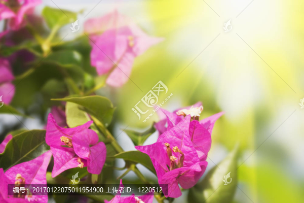 花的背景。紫色的三角梅。