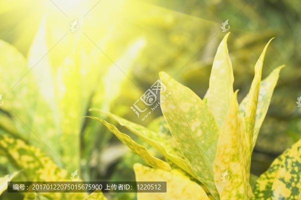 陽光花卉背景