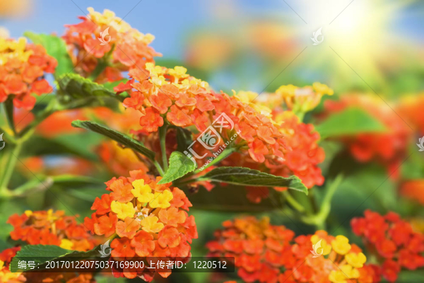 花的背景。蘭塔納的花
