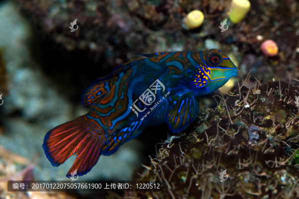 熱帶魚