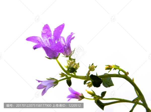 紫羅蘭花