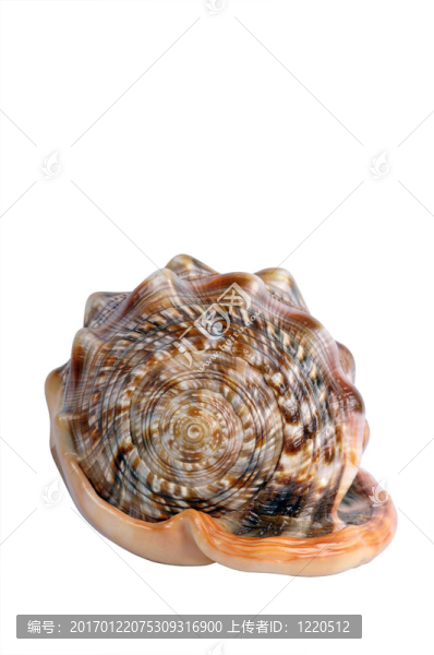貝殼