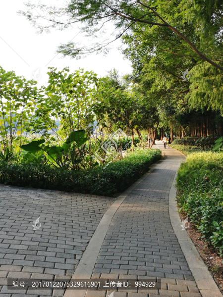 深圳羅湖洪湖公園美景