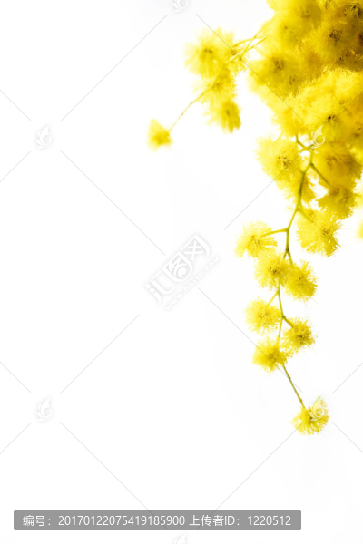 含羞草