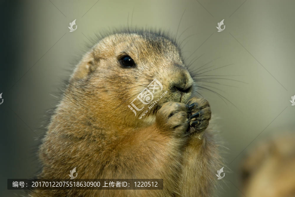 草原犬鼠
