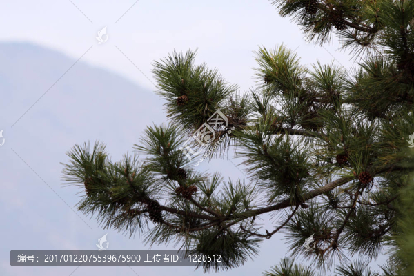 木材