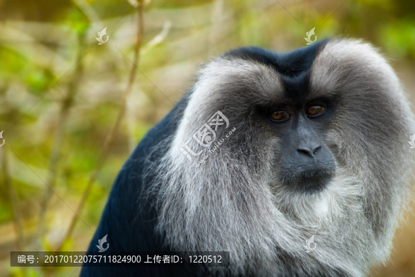 獅尾獼猴