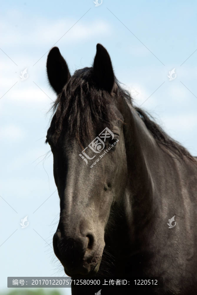 漂亮的黑色的馬