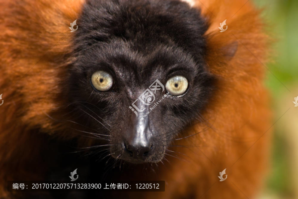 紅頸狐猴