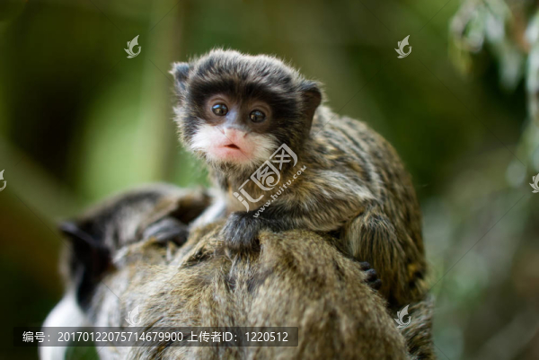 皇帝絹毛猴寶寶