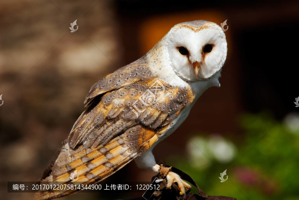 谷倉貓頭鷹