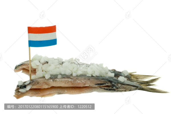 荷蘭鯡魚