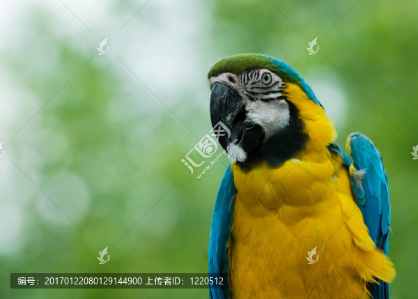藍(lán)色和黃色的金剛鸚鵡
