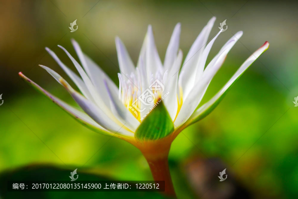 睡蓮