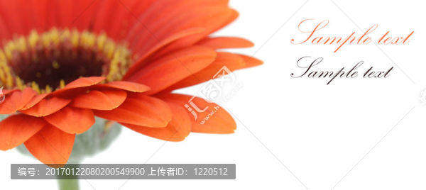 孤立的花