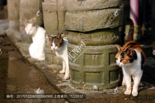 三只貓