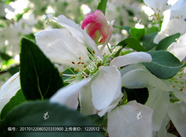 開花的山楂樹