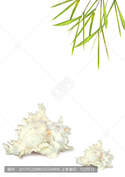 熱帶貝殼和竹草