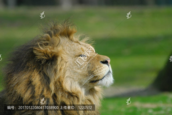 非洲雄獅