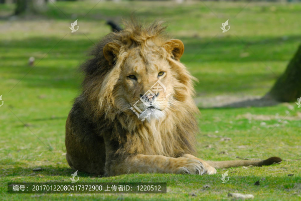 非洲雄獅