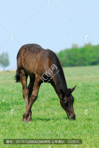 年輕漂亮的馬
