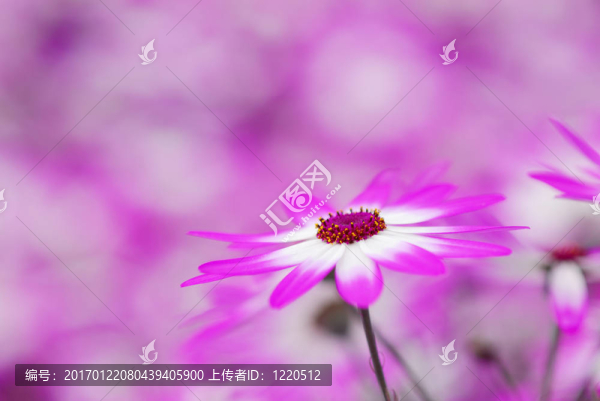 春天的五顏六色的花朵