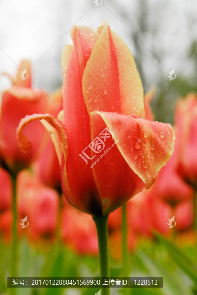 花園里的花-匯圖網(wǎng) www.fosd68.com 花園里的花