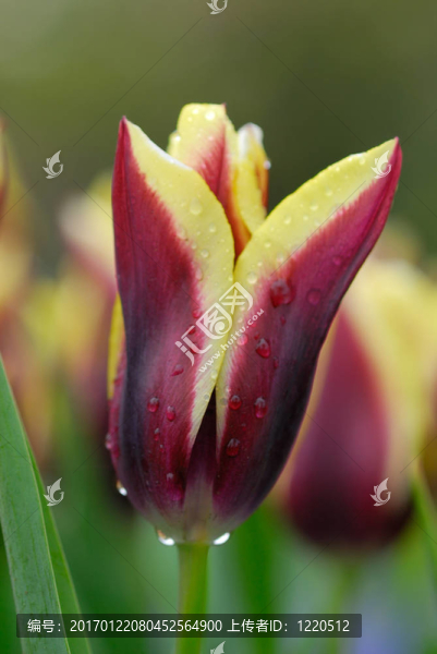 花園里的花