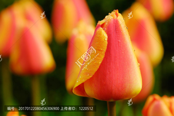 花園里的花