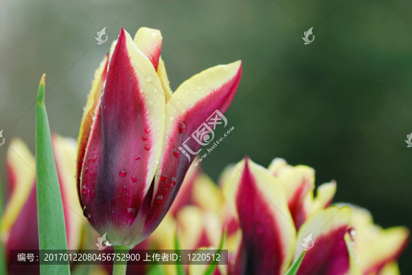 花園里的花