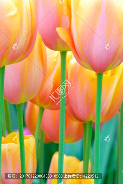 花園里的花