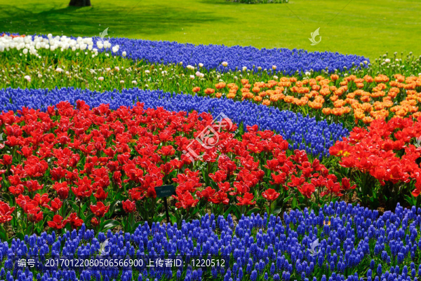 花園里的花