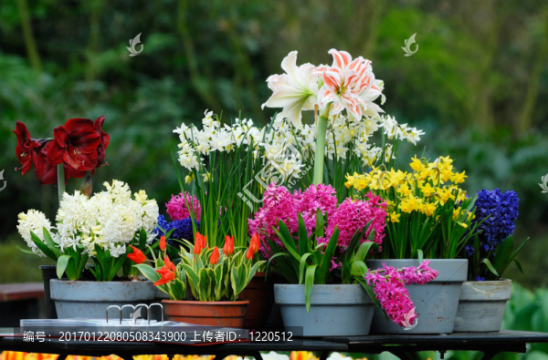 花園里的花