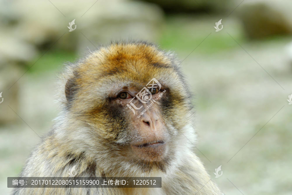 巴巴利猿-匯圖網(wǎng) www.fosd68.com 巴巴利猿