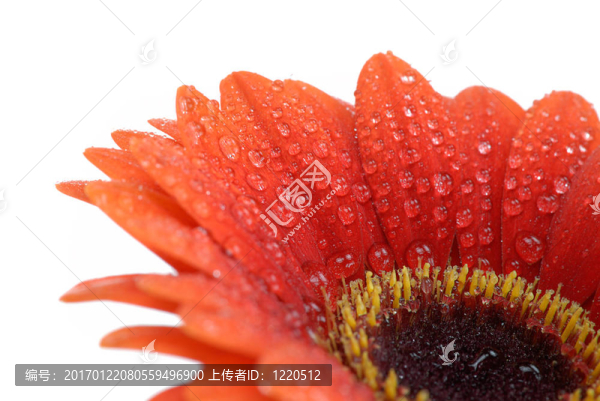 孤立的鮮花