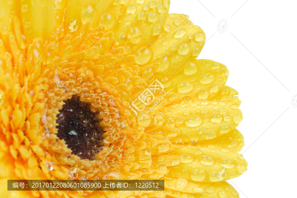 孤立的鮮花