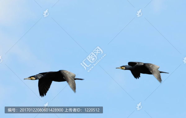 鸕鶿在飛行